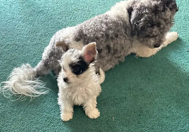bichonpoo - Photo 5