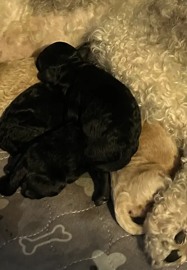 bichonpoo - Photo 6