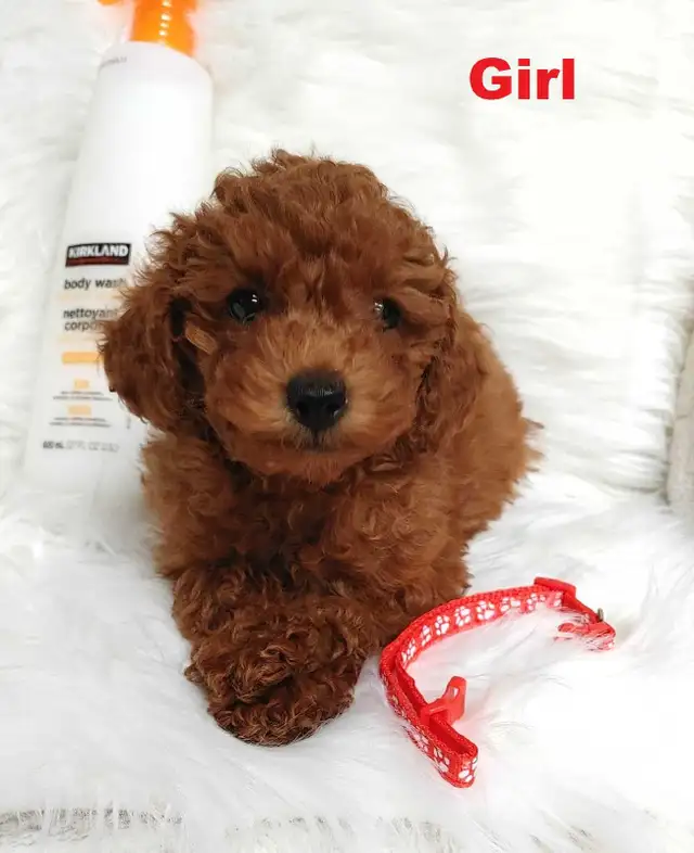 Ready to go. Adorable red toy poodle. Non shedding. Hypoallergen