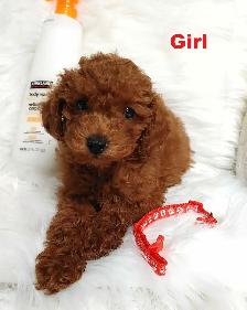 Ready to go. Adorable red toy poodle. Non shedding. Hypoallergen - Photo 2