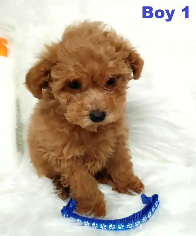Ready to go. Adorable red toy poodle. Non shedding. Hypoallergen - Photo 3