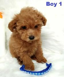 Ready to go. Adorable red toy poodle. Non shedding. Hypoallergen - Photo 3