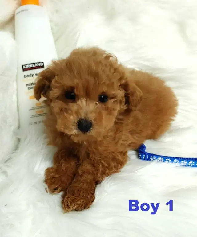 Ready to go. Adorable red toy poodle. Non shedding. Hypoallergen - Photo 4