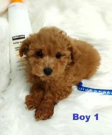 Ready to go. Adorable red toy poodle. Non shedding. Hypoallergen - Photo 4