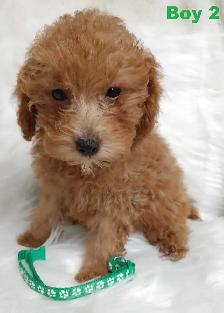 Ready to go. Adorable red toy poodle. Non shedding. Hypoallergen - Photo 5