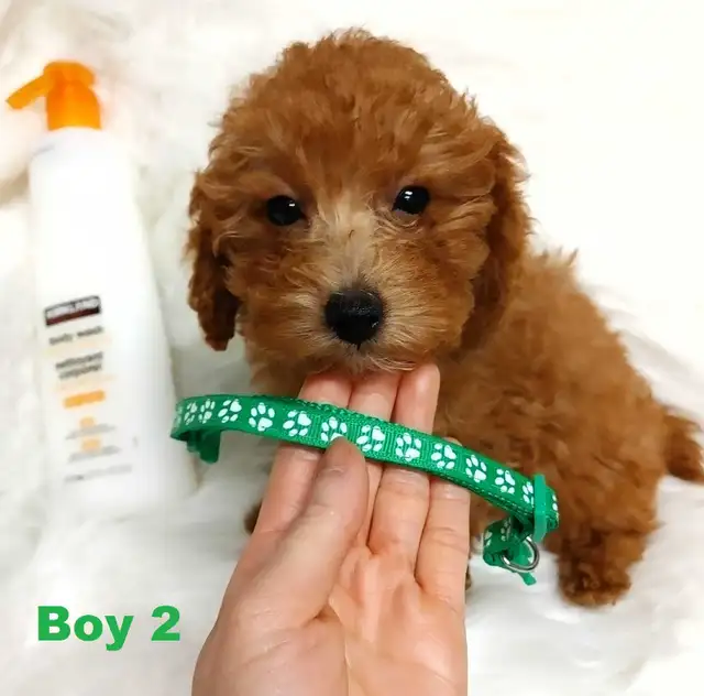 Ready to go. Adorable red toy poodle. Non shedding. Hypoallergen - Photo 6