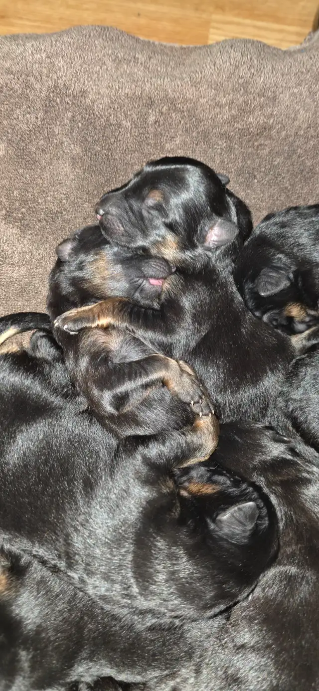 Long Haired German Shepherd Puppies