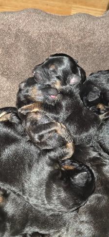 Long Haired German Shepherd Puppies