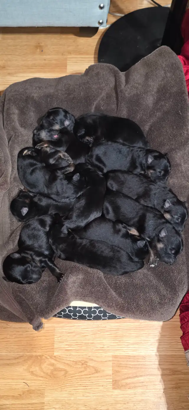 Long Haired German Shepherd Puppies - Photo 2