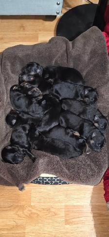 Long Haired German Shepherd Puppies - Photo 2