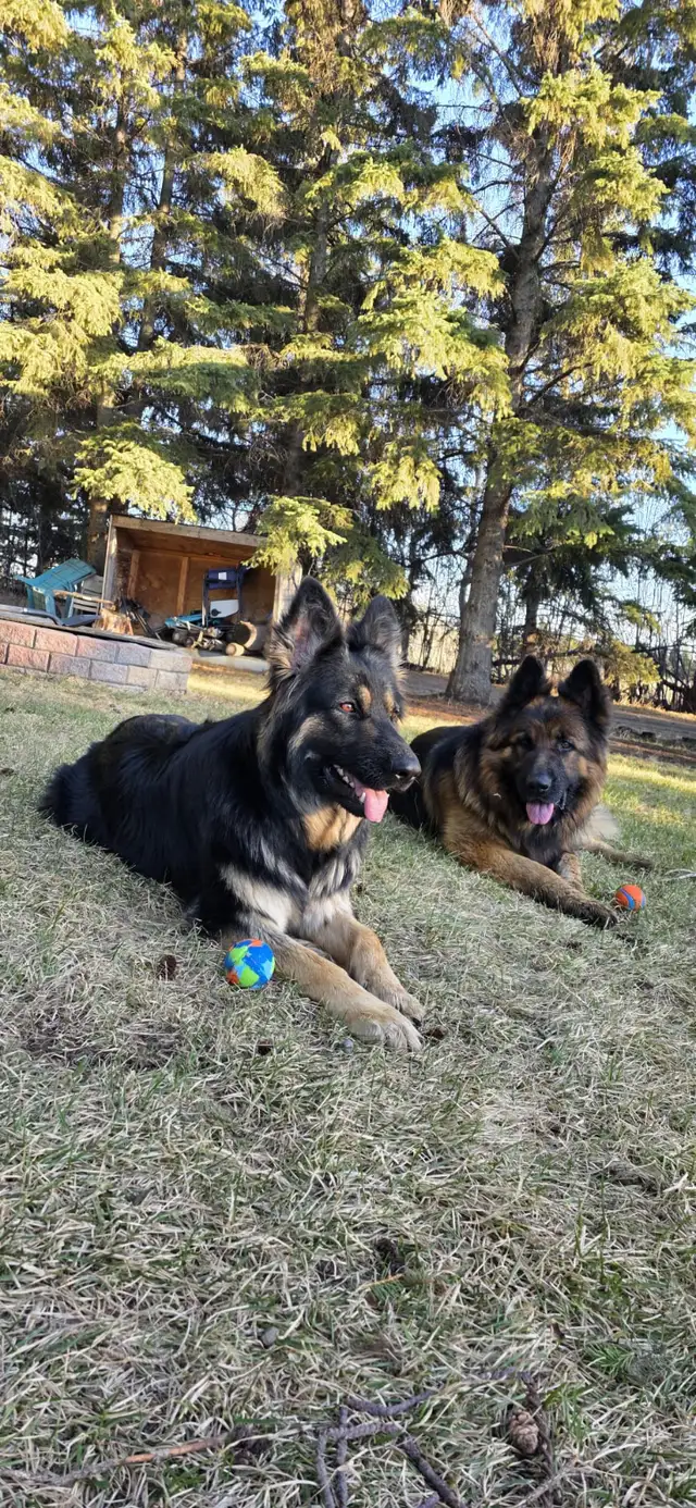 Long Haired German Shepherd Puppies - Photo 3