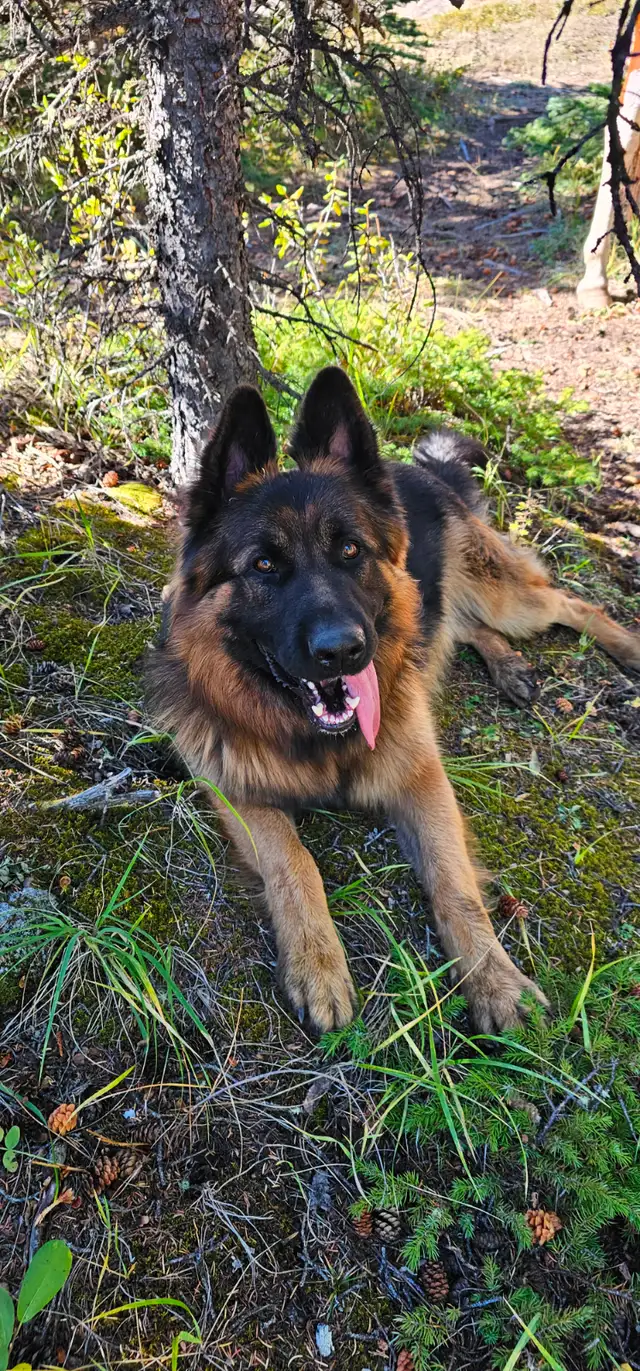 Long Haired German Shepherd Puppies - Photo 6