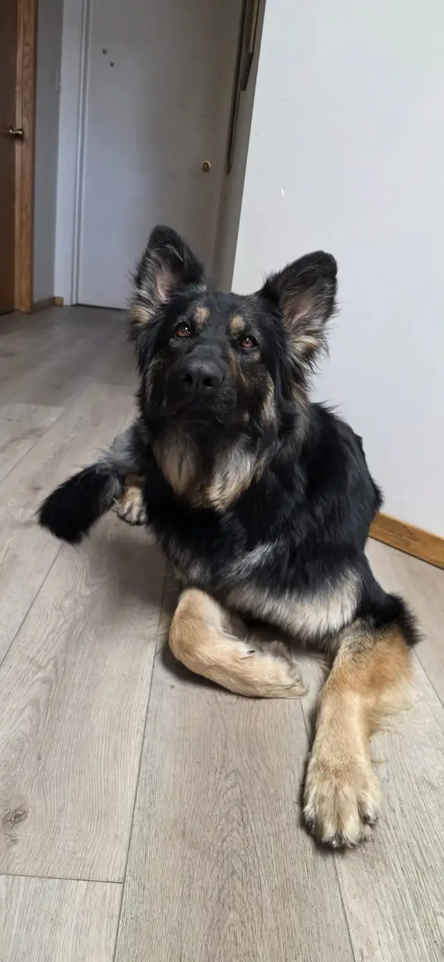 Long Haired German Shepherd Puppies - Photo 8