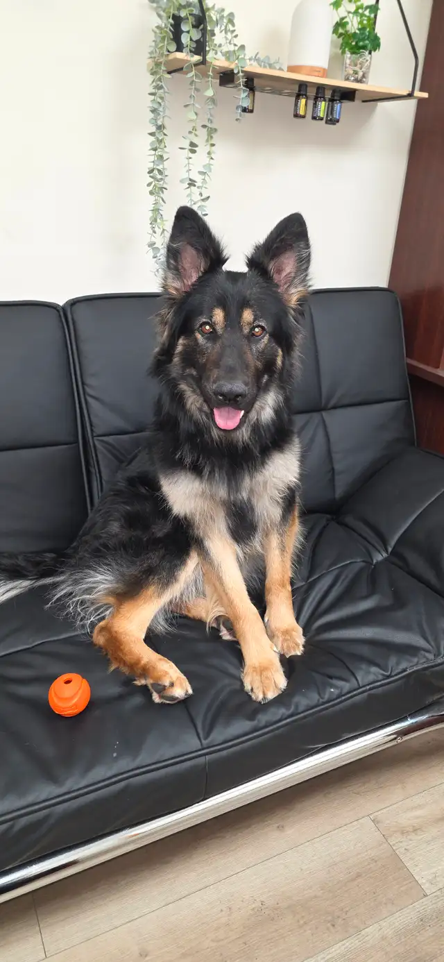 Long Haired German Shepherd Puppies - Photo 10