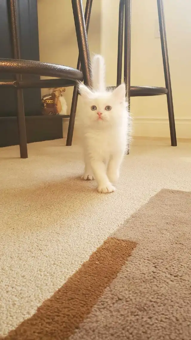Ragdoll Kittens 8 weeks