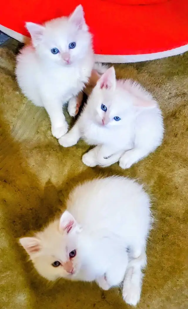 Ragdoll Kittens 8 weeks - Photo 2