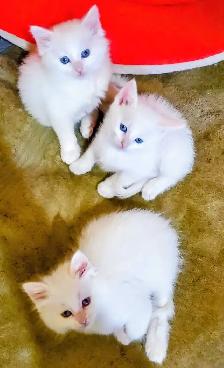 Ragdoll Kittens 8 weeks - Photo 2