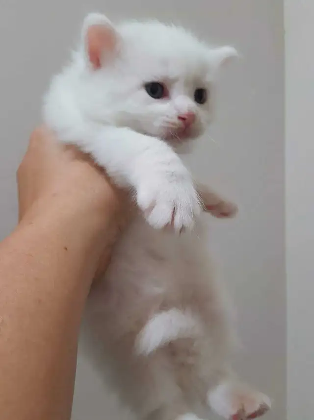 Ragdoll Kittens 8 weeks - Photo 4