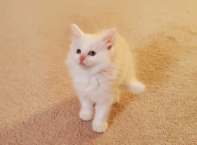 Ragdoll Kittens 8 weeks - Photo 5