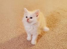 Ragdoll Kittens 8 weeks - Photo 5