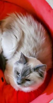 Ragdoll Kittens 8 weeks - Photo 6