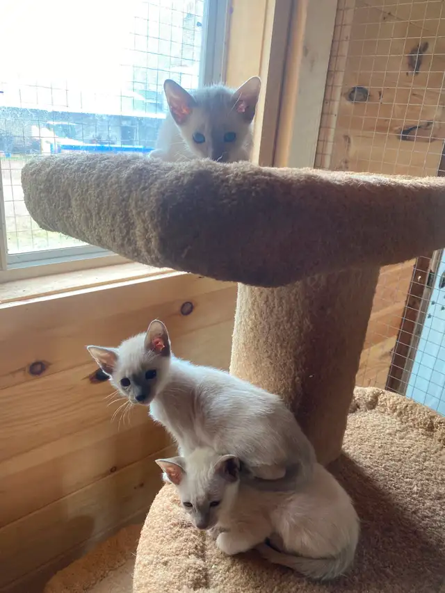 Siamese kittens