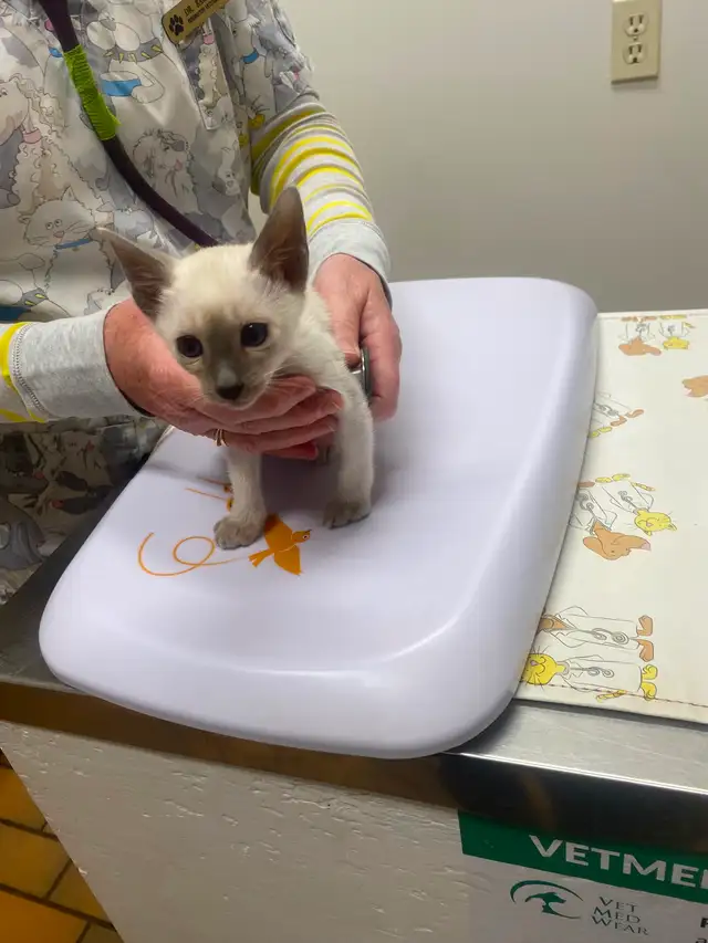 Siamese kittens - Photo 2
