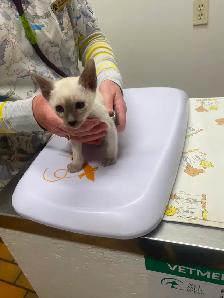 Siamese kittens - Photo 2
