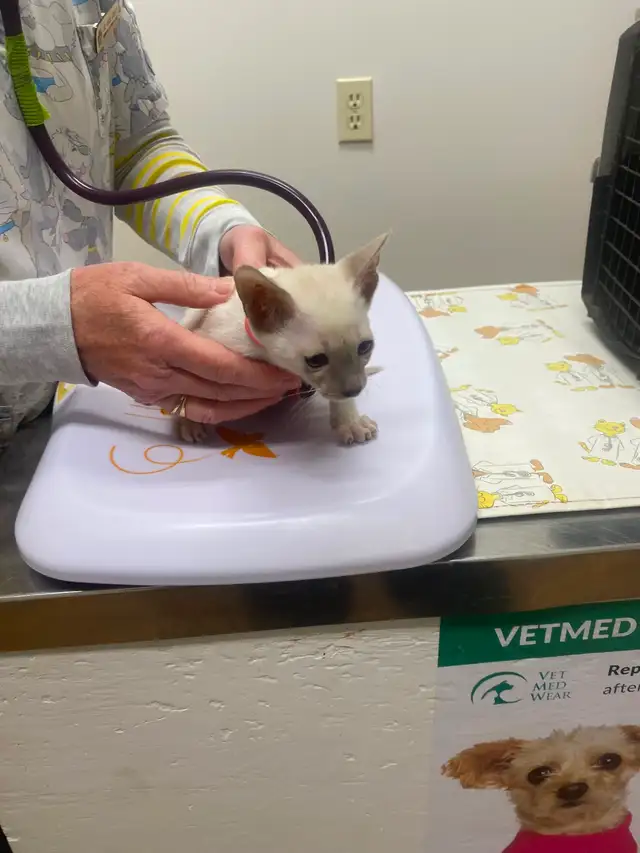 Siamese kittens - Photo 3