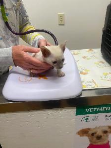 Siamese kittens - Photo 3