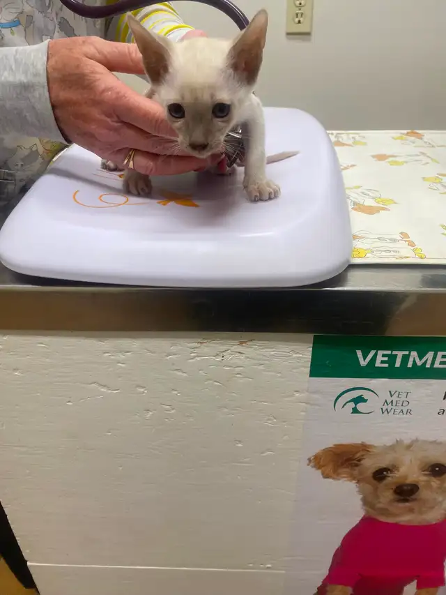 Siamese kittens - Photo 4