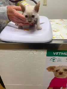Siamese kittens - Photo 4