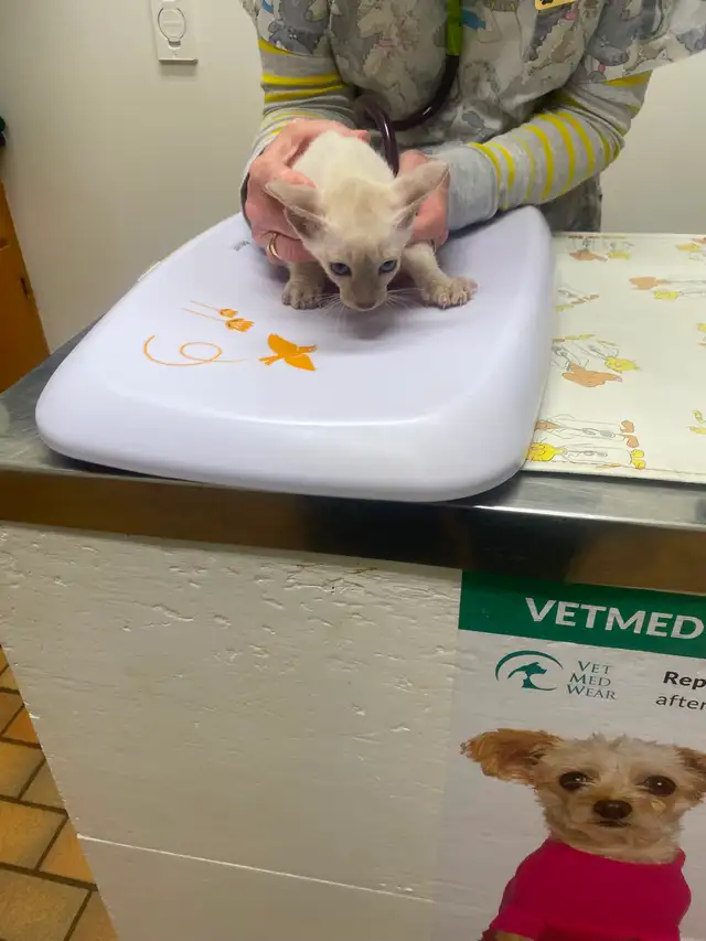 Siamese kittens - Photo 6