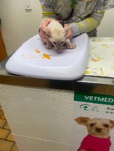 Siamese kittens - Photo 6