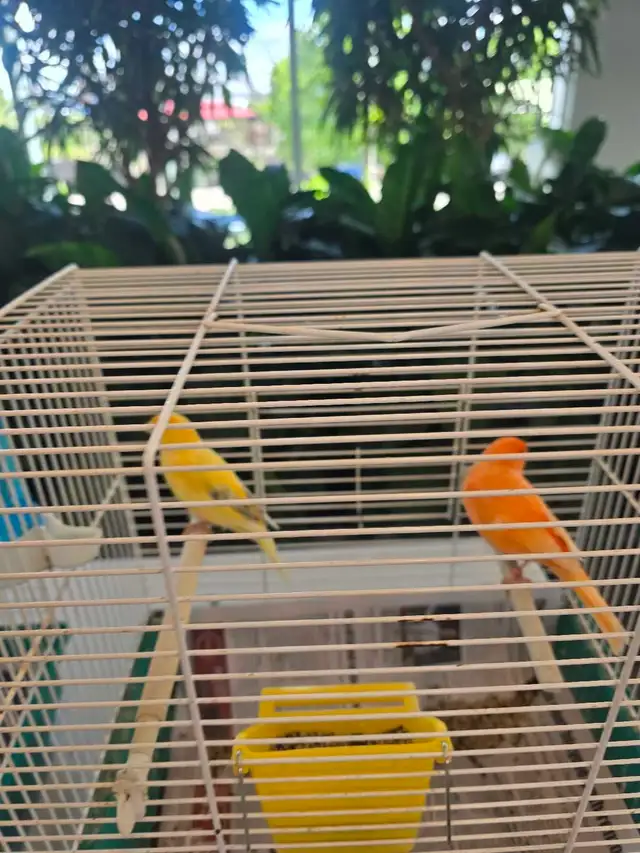 C est le Grand prix et petits prix oiseaux exotiques rares