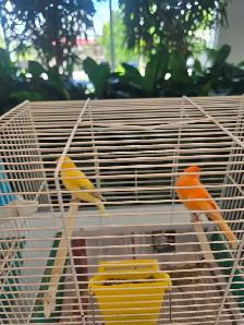 C est le Grand prix et petits prix oiseaux exotiques rares