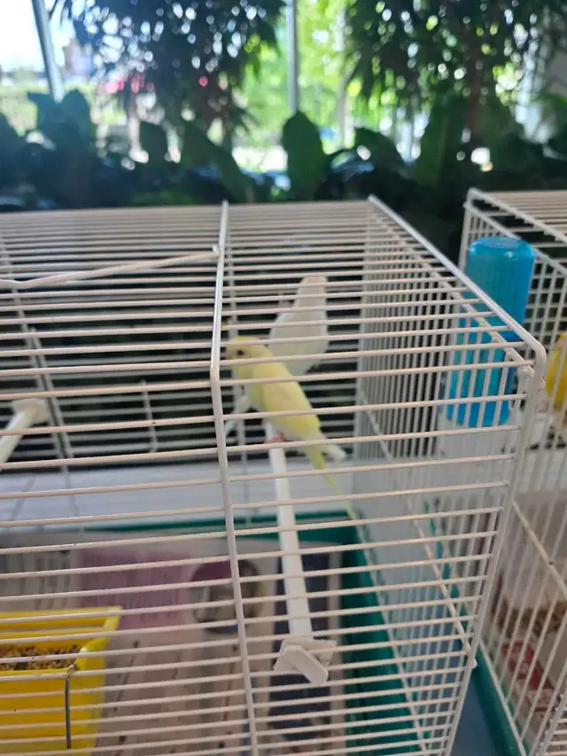 C est le Grand prix et petits prix oiseaux exotiques rares - Photo 2