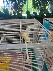 C est le Grand prix et petits prix oiseaux exotiques rares - Photo 2