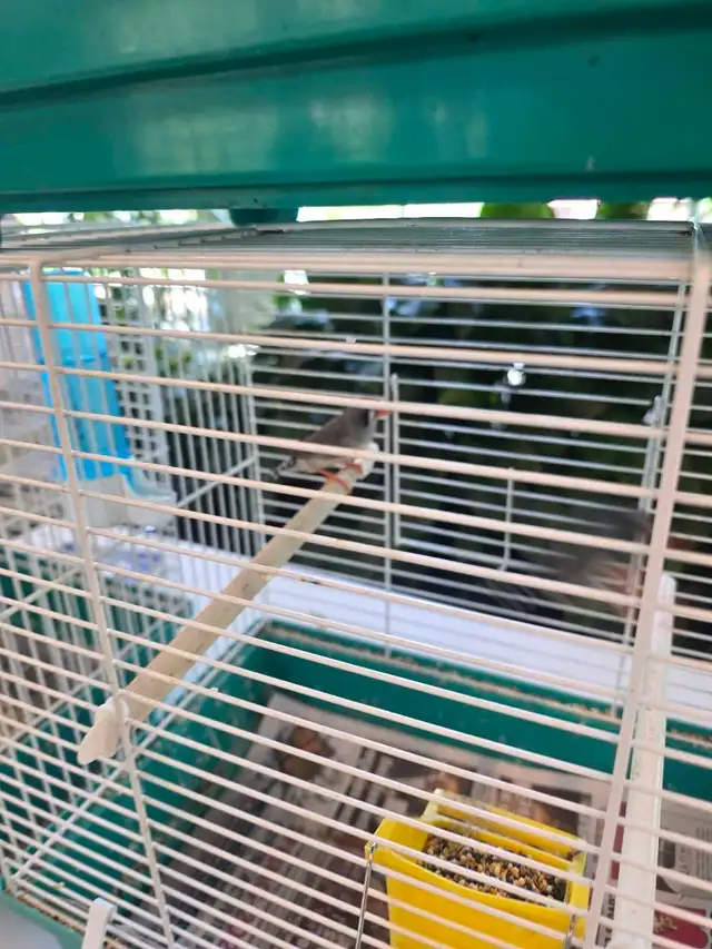 C est le Grand prix et petits prix oiseaux exotiques rares - Photo 4