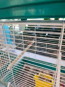 C est le Grand prix et petits prix oiseaux exotiques rares - Photo 4