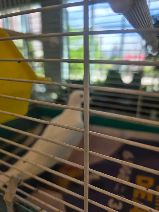 C est le Grand prix et petits prix oiseaux exotiques rares - Photo 5