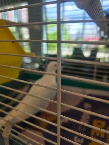 C est le Grand prix et petits prix oiseaux exotiques rares - Photo 5