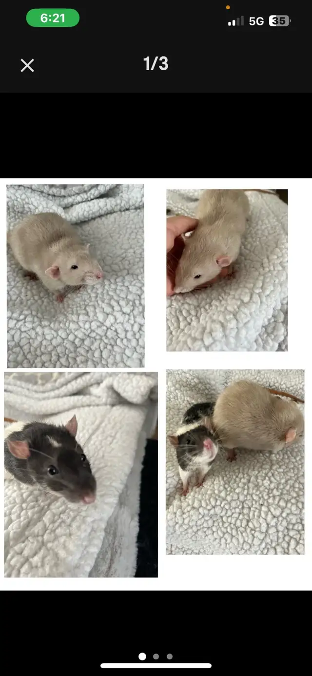 2 bébés rats de 5 mois à donner