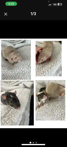2 bébés rats de 5 mois à donner