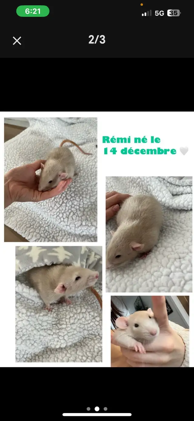 2 bébés rats de 5 mois à donner - Photo 2