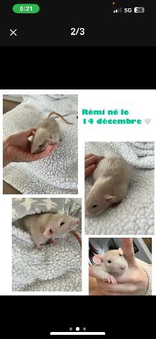 2 bébés rats de 5 mois à donner - Photo 2