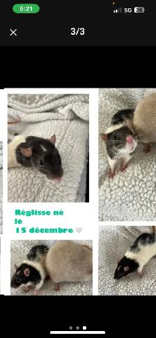2 bébés rats de 5 mois à donner - Photo 3