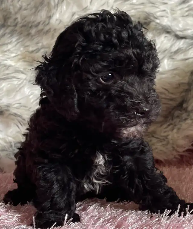 Miniature Poodle Puppy