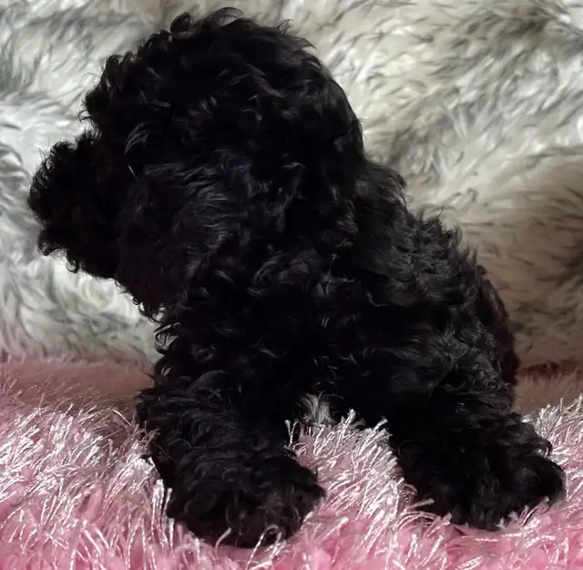 Miniature Poodle Puppy - Photo 2