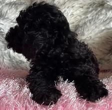 Miniature Poodle Puppy - Photo 2